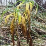 autumn-2