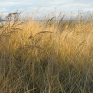 autumn-4a