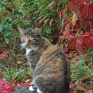 autumn-colors-3