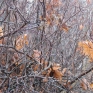 autumn-colors-4
