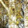 gold-1