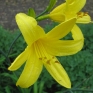 bloom-4