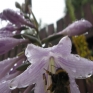 flower-umbrella