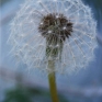 white-stars